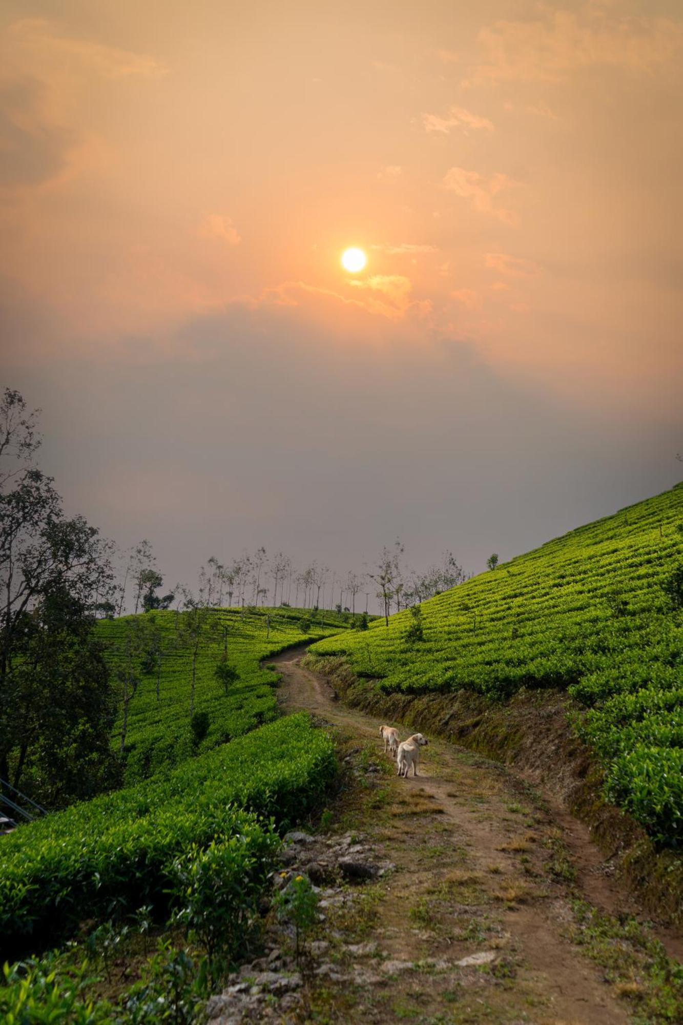 Camelot Resort Munnar Dış mekan fotoğraf
